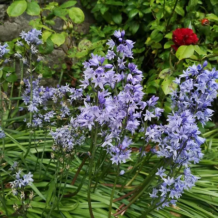 Townsend House 3* Birr