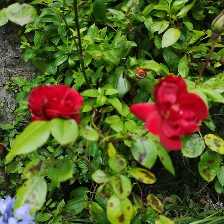 Townsend House Birr